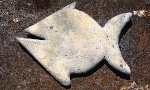 pesce