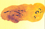 pittura