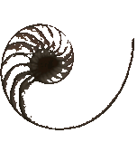 nautilus